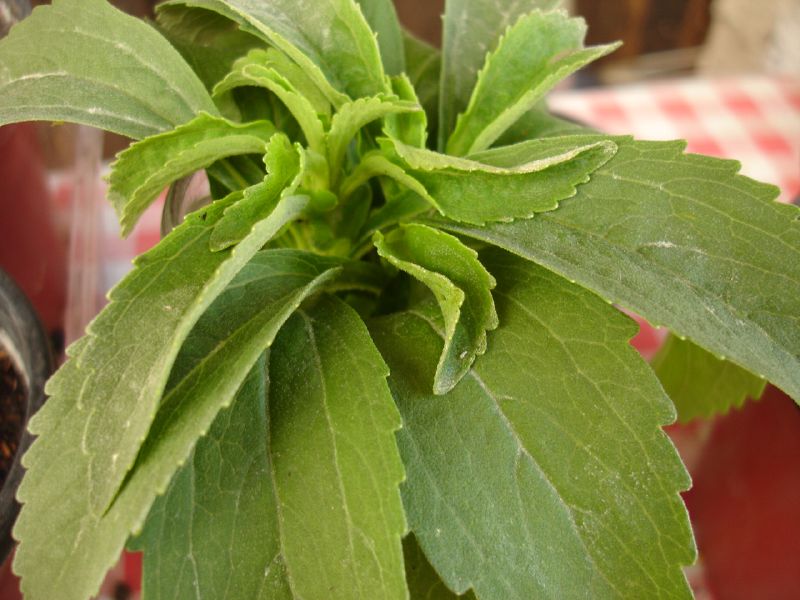 Rastlina stevia