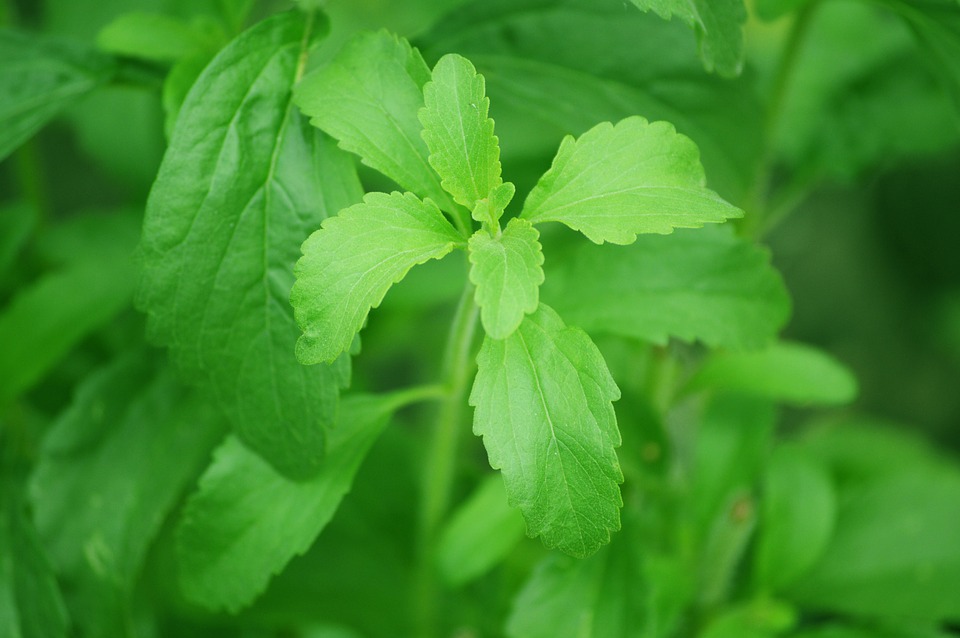 Stevia rastlina - koristi in uporaba.