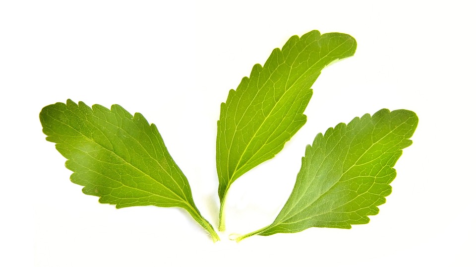 Stevia rastlina.